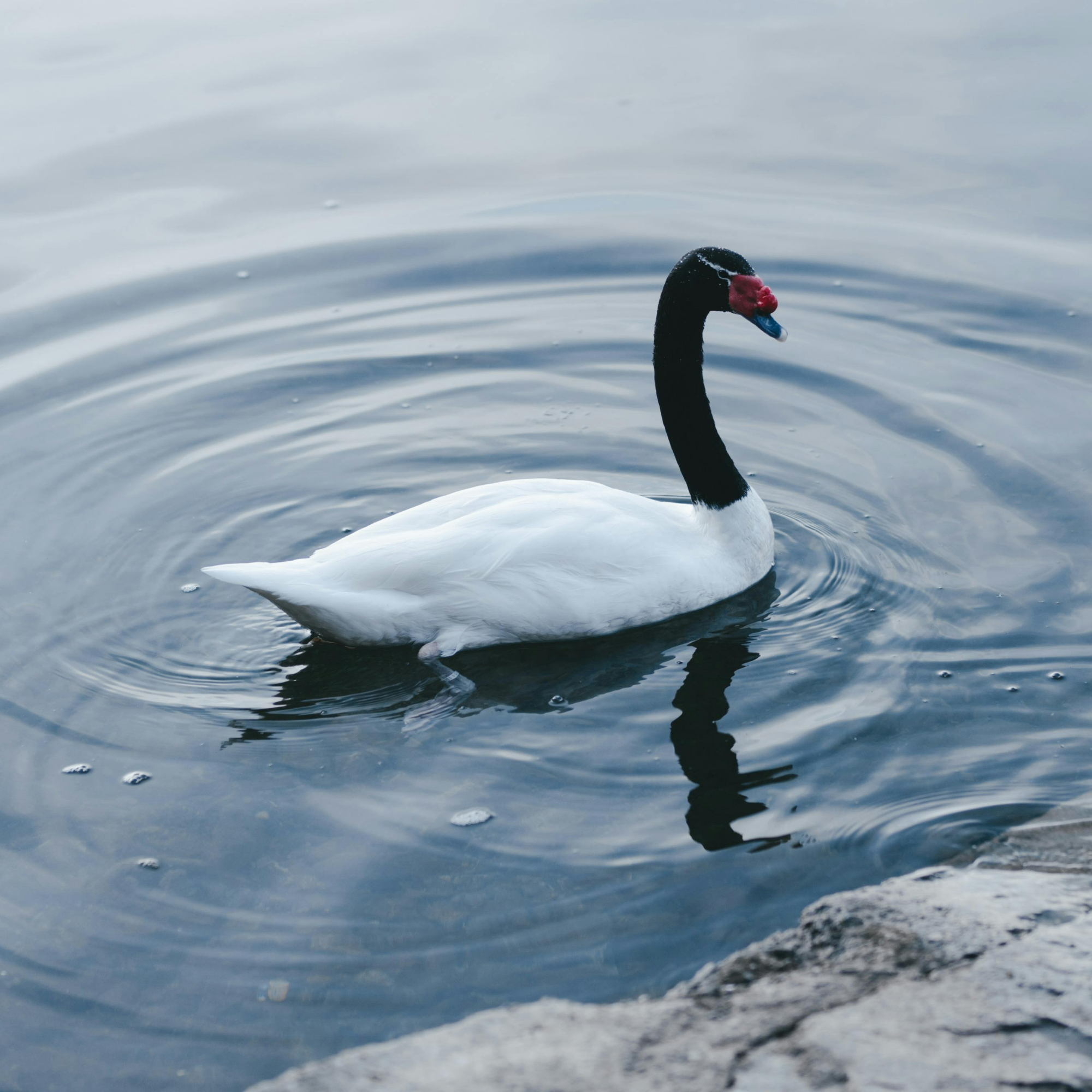 zora (jdjddi.lens) Lens social identity (.lens handle) PFP