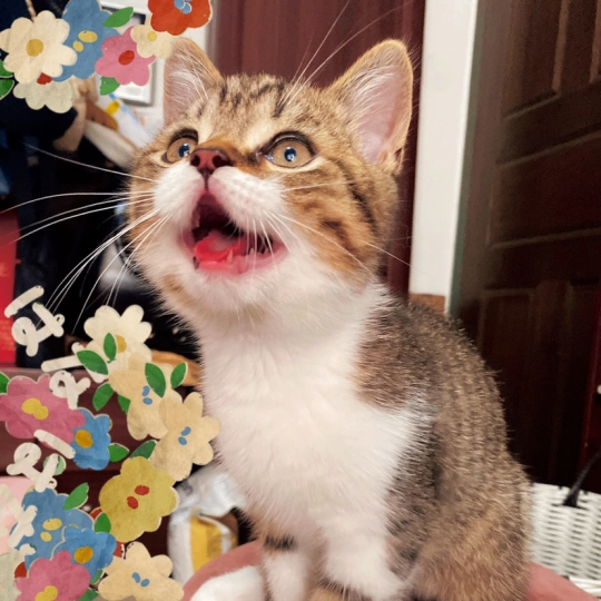 charlotte (chalinr.lens) Lens social identity (.lens handle) PFP