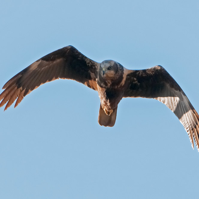 hjhkgfh (wgggg.lens) Lens social identity (.lens handle) PFP