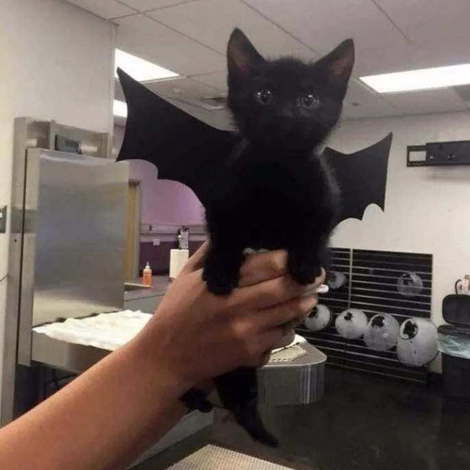 pating (pating.lens) Lens social identity (.lens handle) PFP