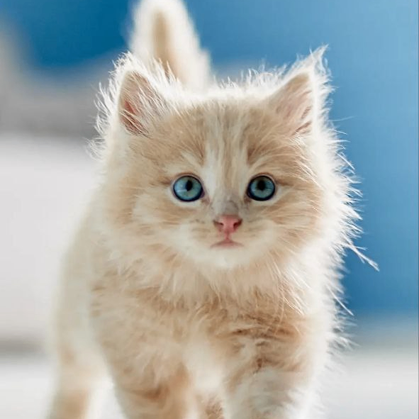 bahar (bahar0.lens) Lens social identity (.lens handle) PFP