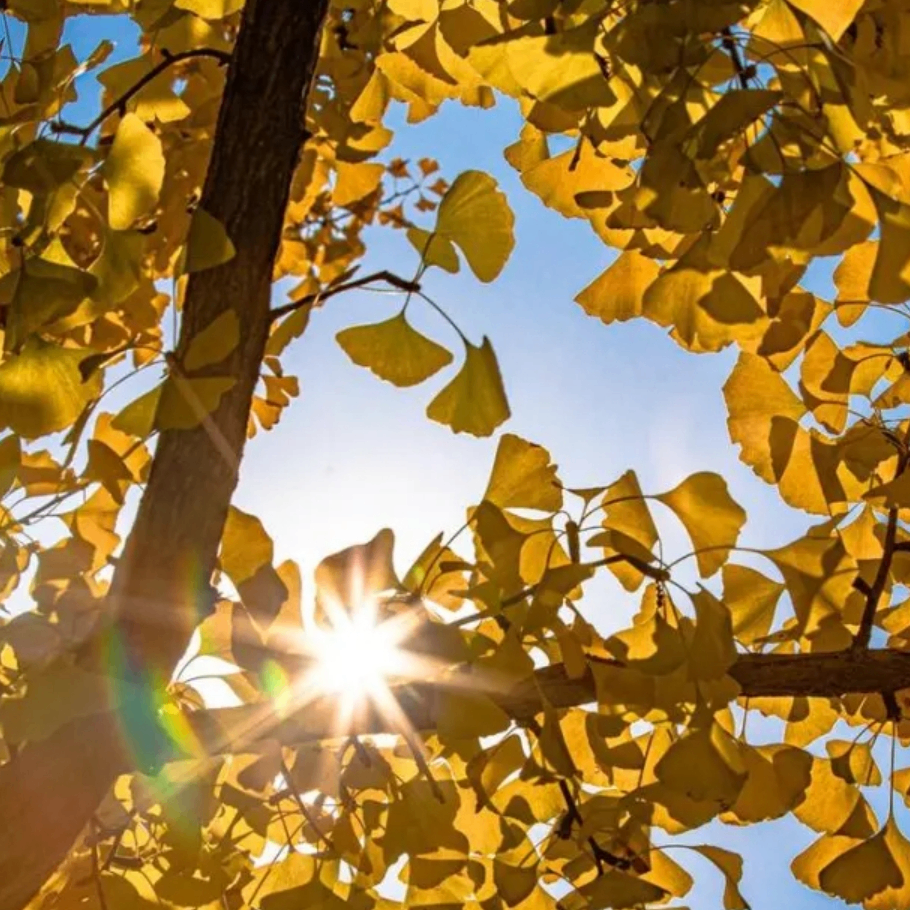 XIAOGG (drevcoi.lens) Lens social identity (.lens handle) PFP