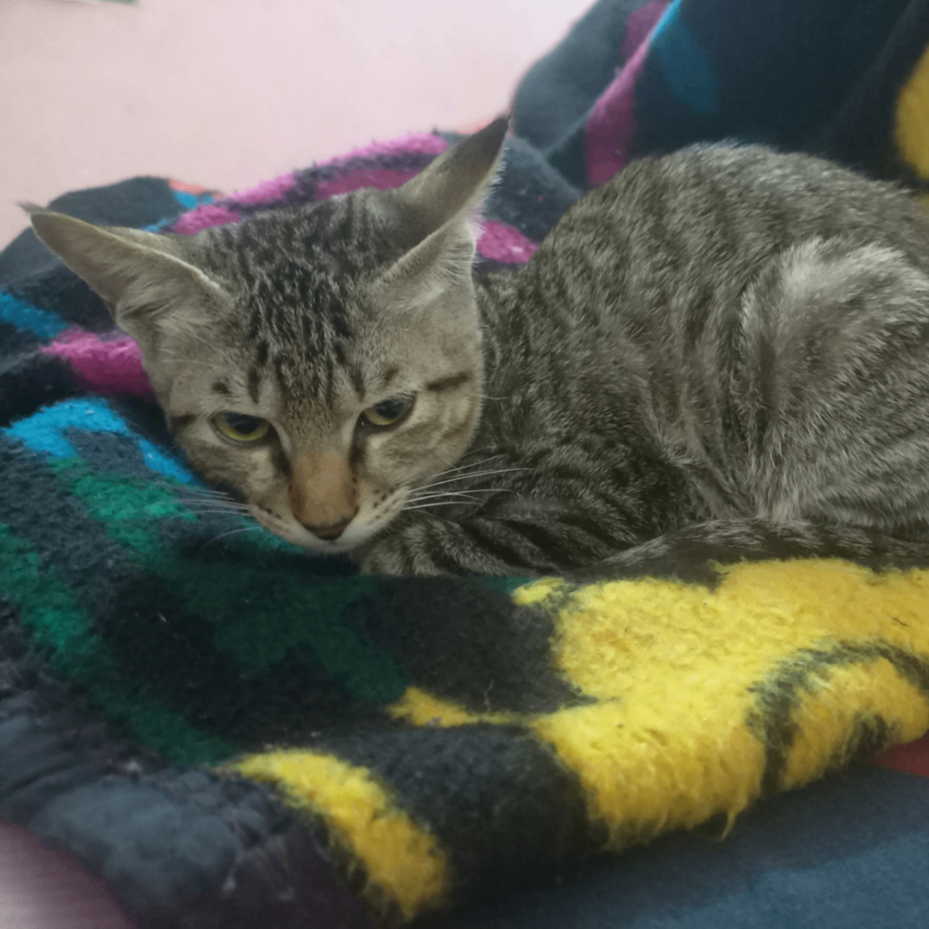 Priyanshu (kallu17july.lens) Lens social identity (.lens handle) PFP