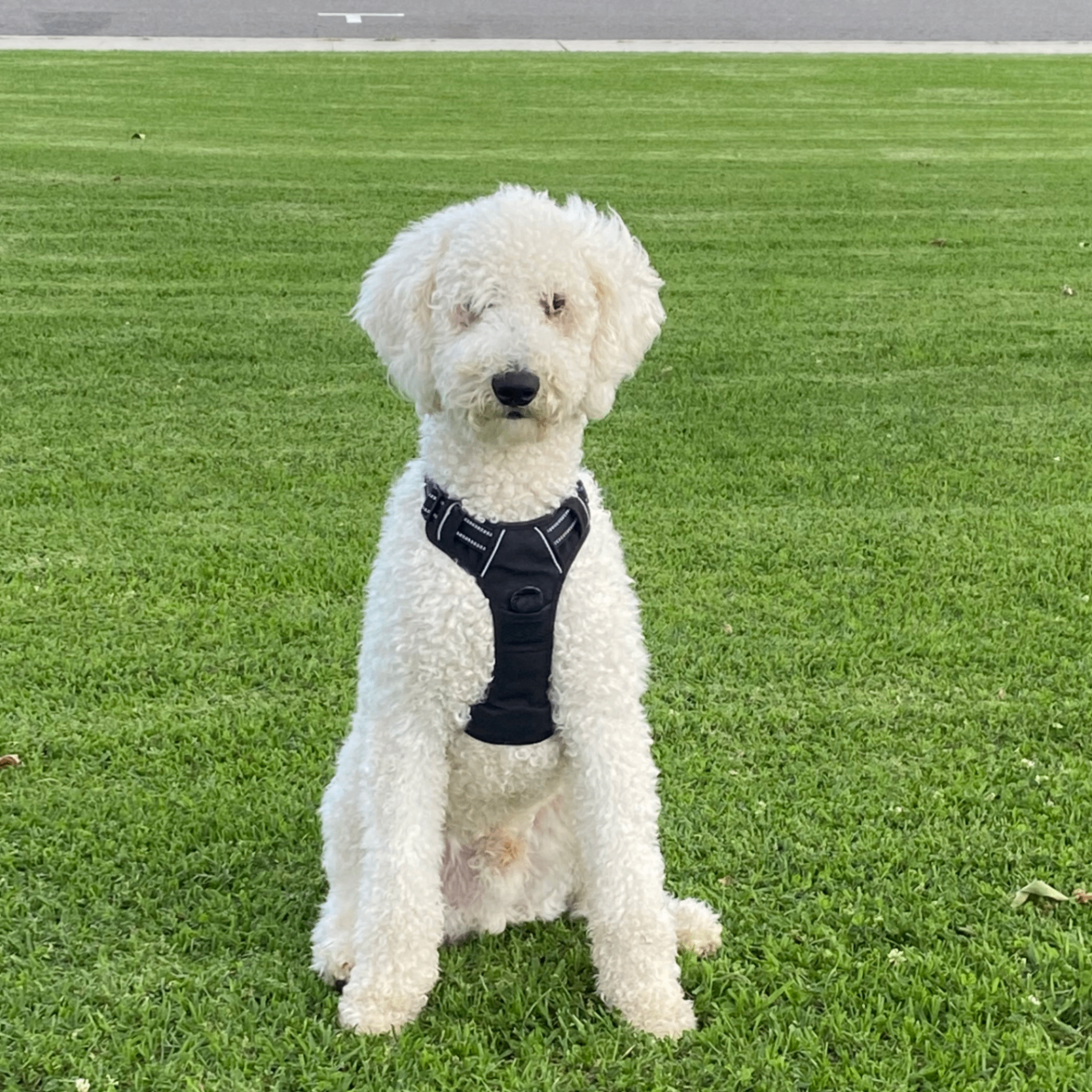 Mibs (lawzdon.lens) Lens social identity (.lens handle) PFP