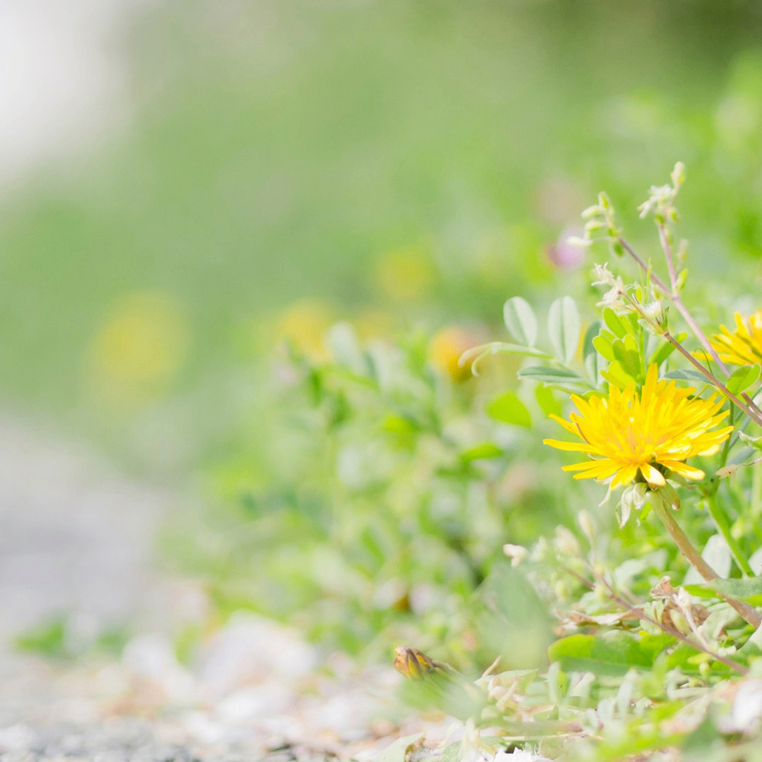 fgj (safem.lens) Lens social identity (.lens handle) PFP