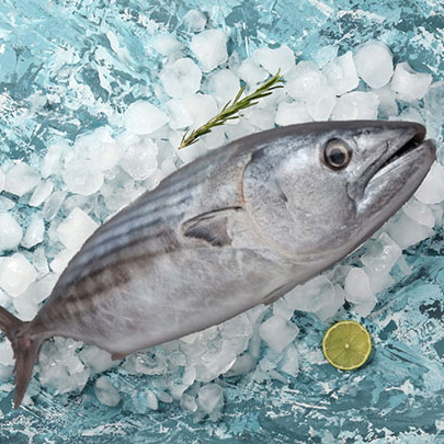 torik (torik.lens) Lens social identity (.lens handle) PFP