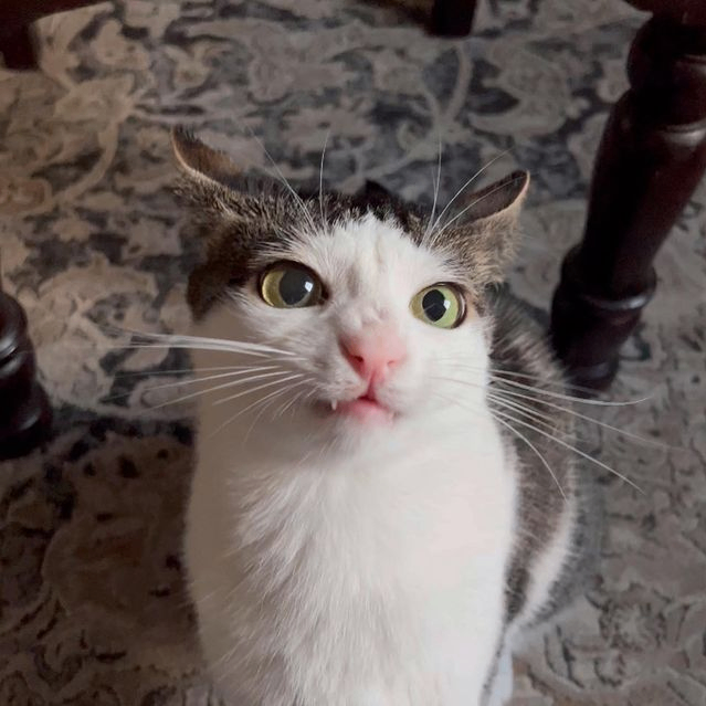 YaP3s (yapes.lens) Lens social identity (.lens handle) PFP