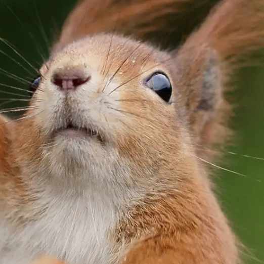 Octavia Stone (jjjjjs.lens) Lens social identity (.lens handle) PFP