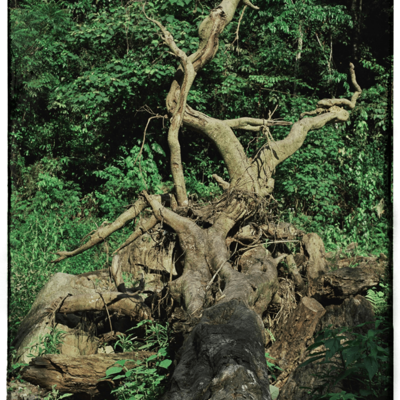 tysar (tysar.lens) Lens social identity (.lens handle) PFP