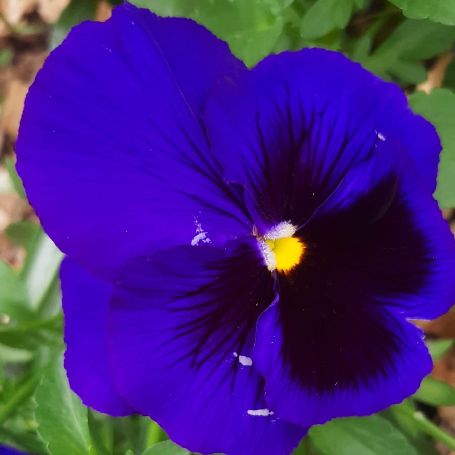 Shafi Ibna Masuk (shafixi.lens) Lens social identity (.lens handle) PFP