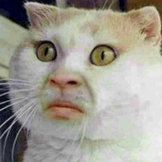 sakamot (sakamot.lens) Lens social identity (.lens handle) PFP