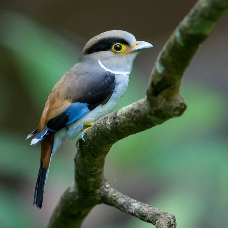 jaosu (jaosu.lens) Lens social identity (.lens handle) PFP