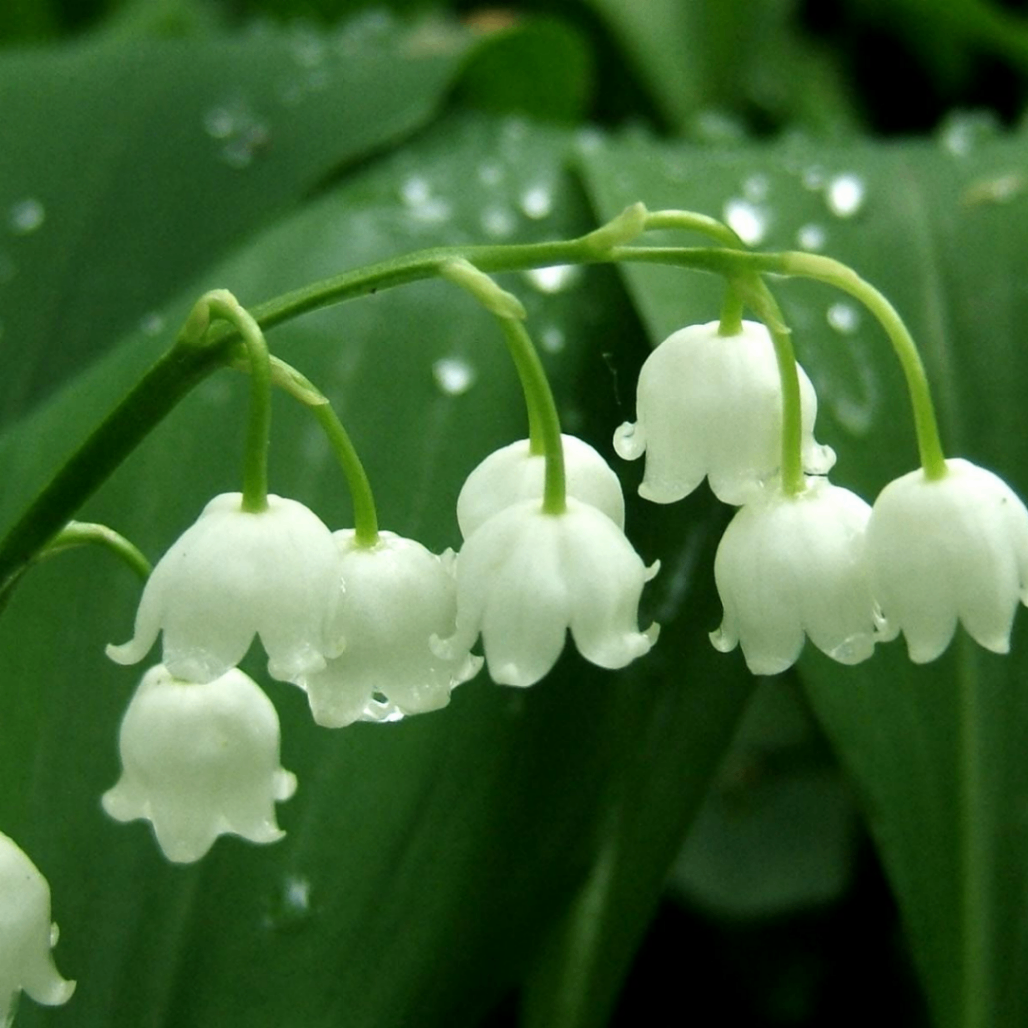 ARM (dancers.lens) Lens social identity (.lens handle) PFP