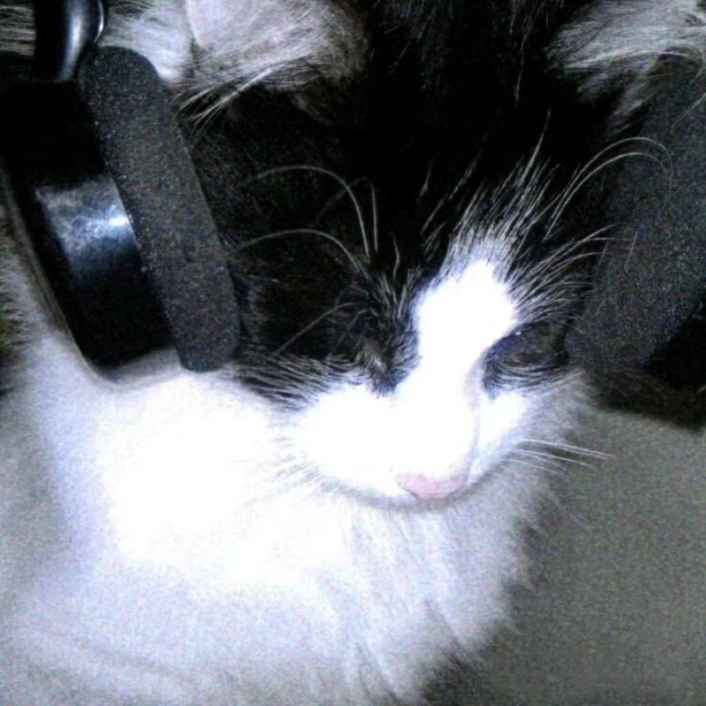 Shirley (cbhfhhh8.lens) Lens social identity (.lens handle) PFP