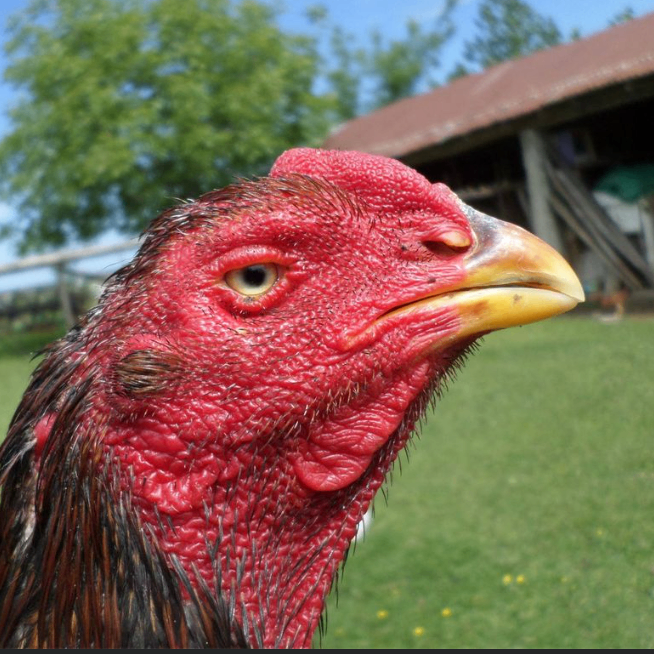 fluke (whotftookfluke.lens) Lens social identity (.lens handle) PFP