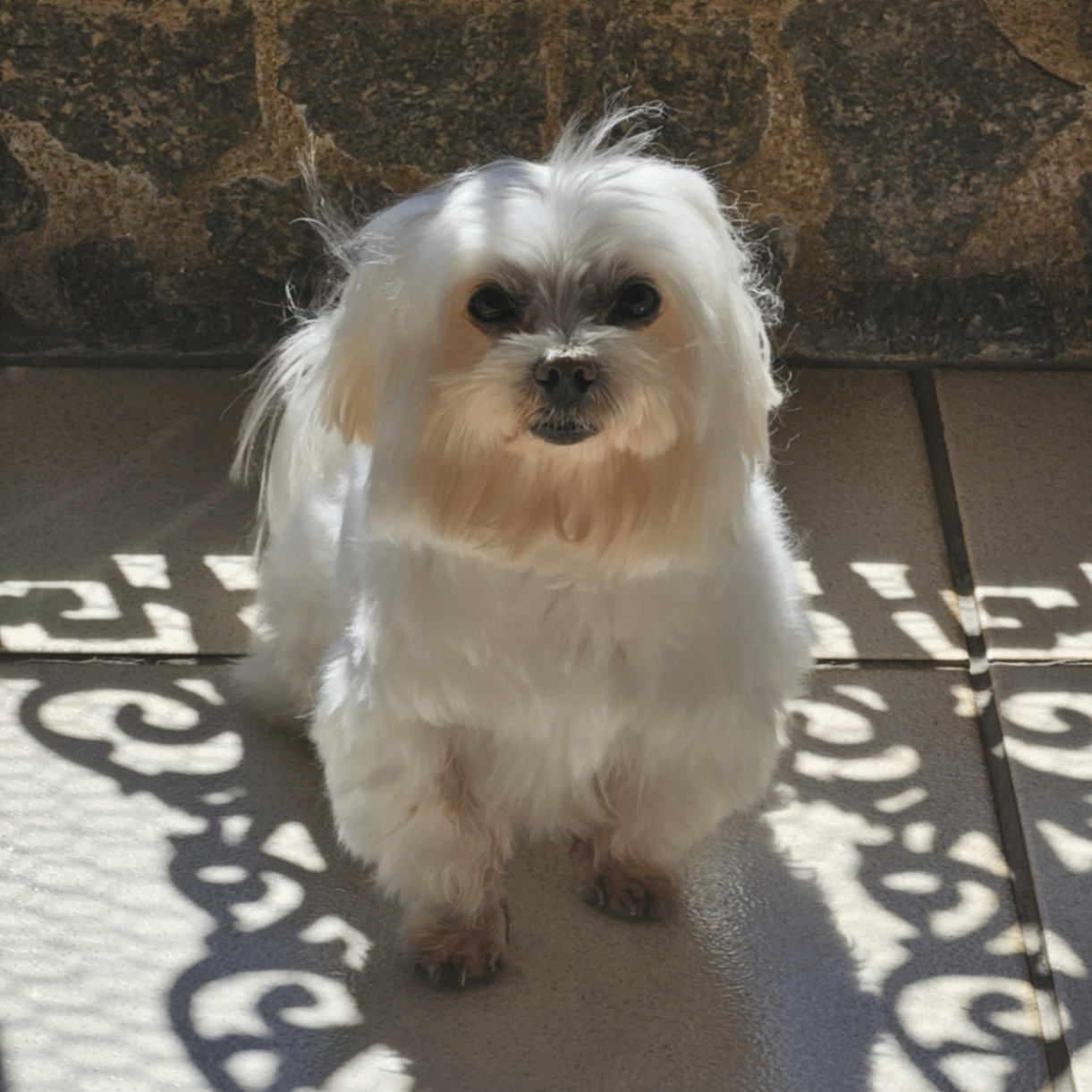 Maltês (maltes.lens) Lens social identity (.lens handle) PFP