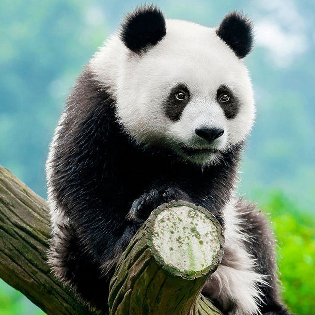 Artyom (artyom.lens) Lens social identity (.lens handle) PFP