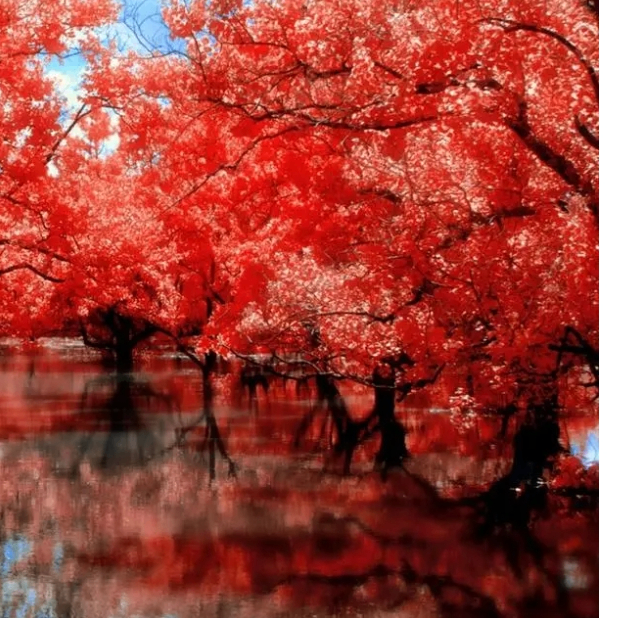 Stan Bert (cccqq.lens) Lens social identity (.lens handle) PFP