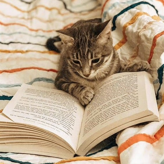 kevin (desig.lens) Lens social identity (.lens handle) PFP