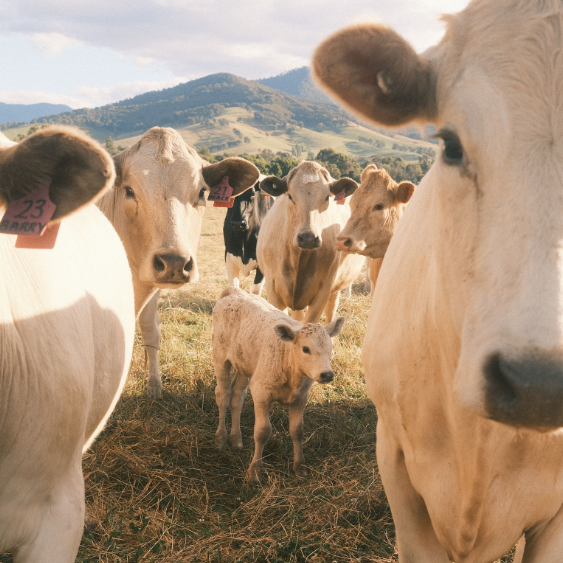 Emberly (emberlyio.lens) Lens social identity (.lens handle) PFP