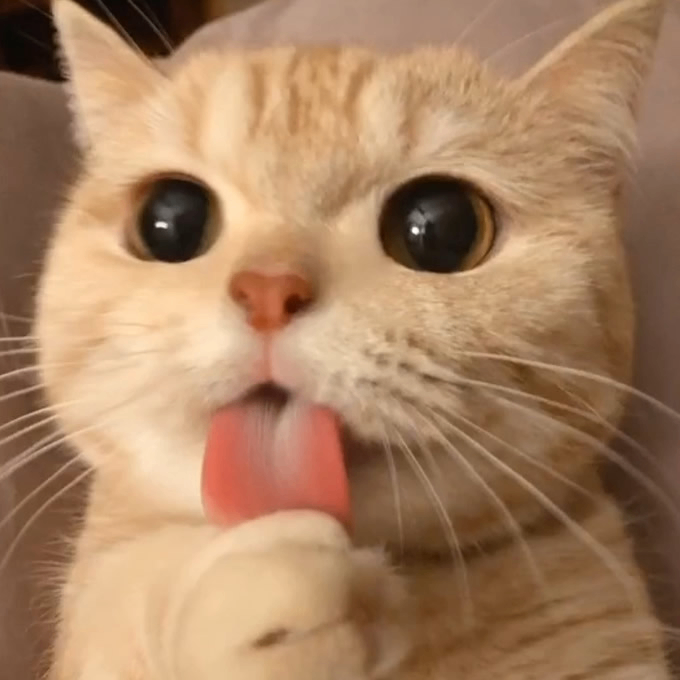 lens27 (lens27.lens) Lens social identity (.lens handle) PFP