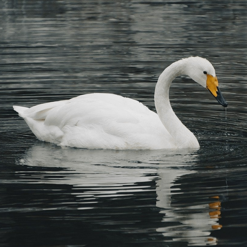 acolasia (acolasia.lens) Lens social identity (.lens handle) PFP