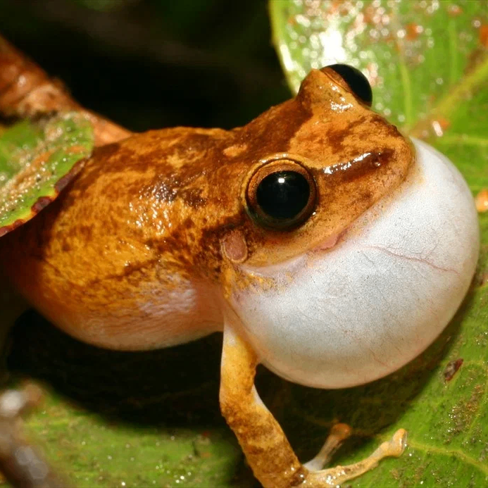 Koki :) (kokikoki.lens) Lens social identity (.lens handle) PFP