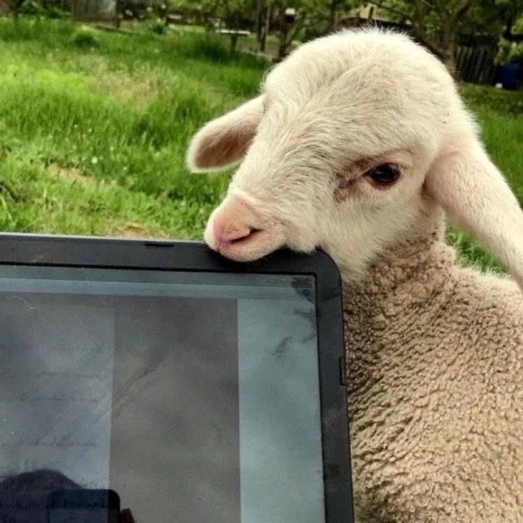 Robin Bessemer (dqqqq.lens) Lens social identity (.lens handle) PFP