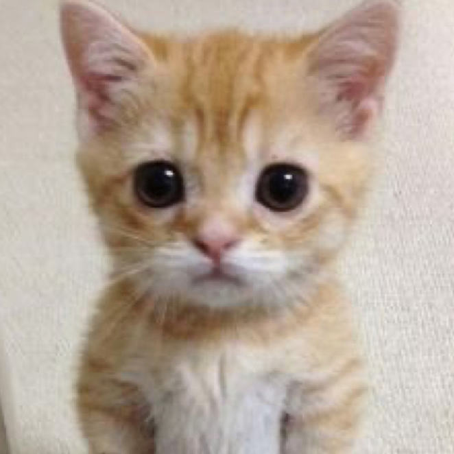 Mogel (mogel24.lens) Lens social identity (.lens handle) PFP