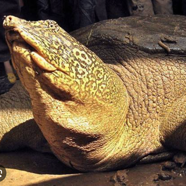 cddcddd (muuuu.lens) Lens social identity (.lens handle) PFP