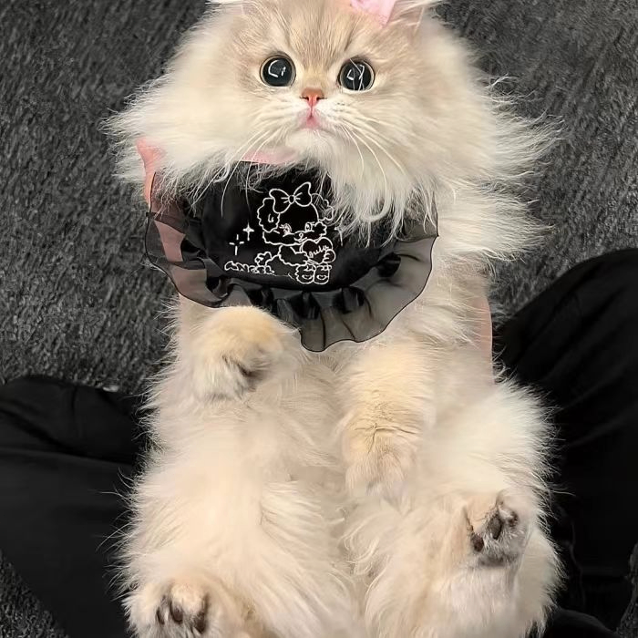 Eladia Lanell (asfa4587.lens) Lens social identity (.lens handle) PFP