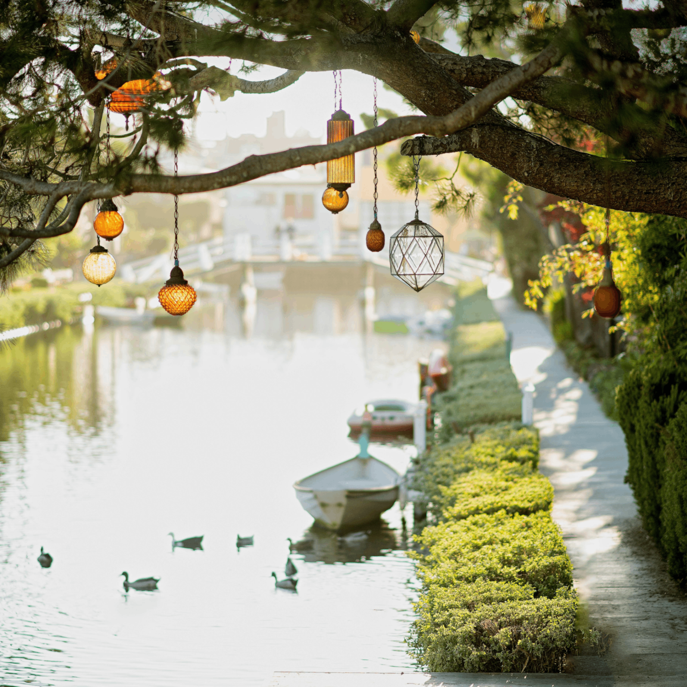 Ampas (ampas.lens) Lens social identity (.lens handle) PFP