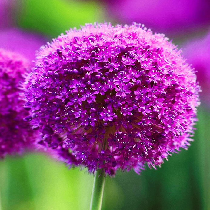 eetbg (eetbg.lens) Lens social identity (.lens handle) PFP