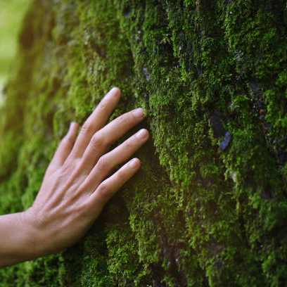 Petale (petale.lens) Lens social identity (.lens handle) PFP