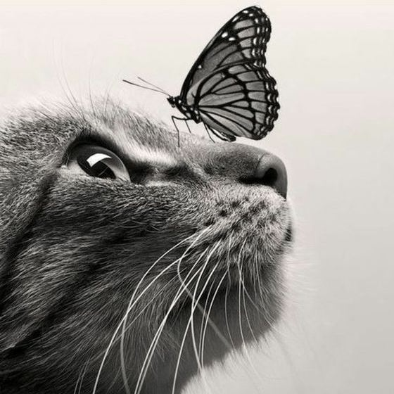 Sofiya (sofiya.lens) Lens social identity (.lens handle) PFP