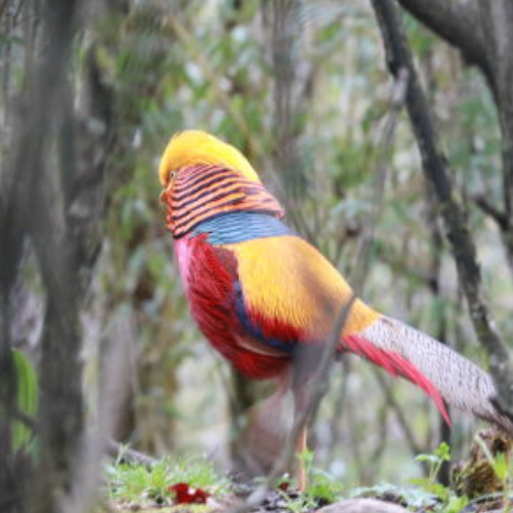 reterer (wjjjj.lens) Lens social identity (.lens handle) PFP