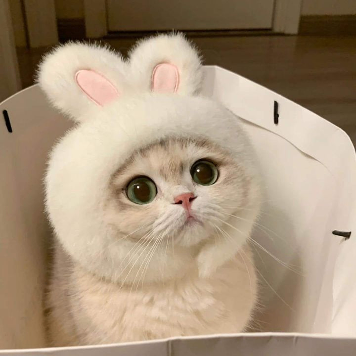 Levendar (levendar.lens) Lens social identity (.lens handle) PFP