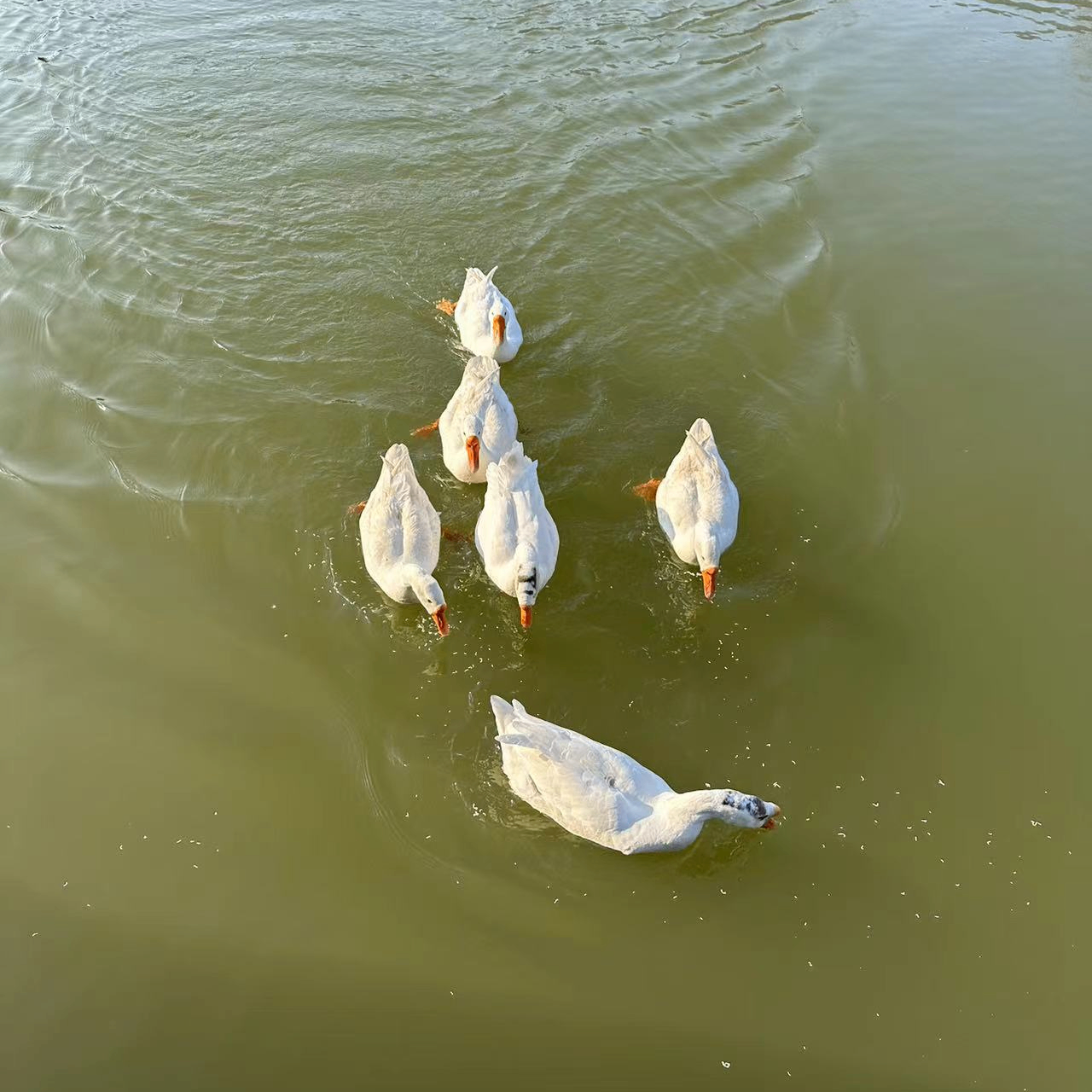 derm (hjscc.lens) Lens social identity (.lens handle) PFP