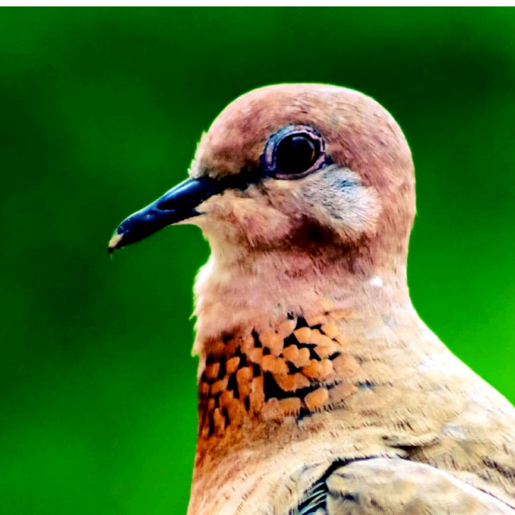 ASHISH LAKHIYAR (jenish.lens) Lens social identity (.lens handle) PFP