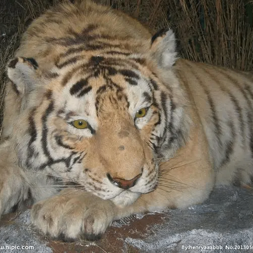 Adolph Mackintosh (eeeeev.lens) Lens social identity (.lens handle) PFP