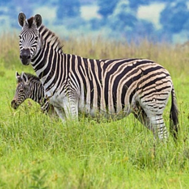 mkiy (ccccm.lens) Lens social identity (.lens handle) PFP