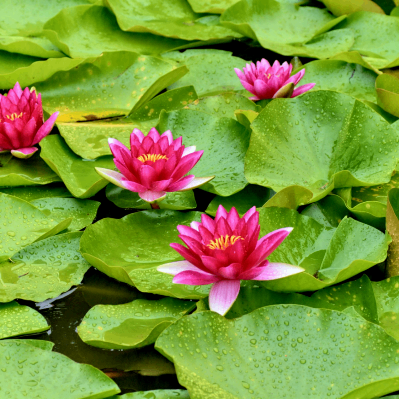 sder (arbitest.lens) Lens social identity (.lens handle) PFP