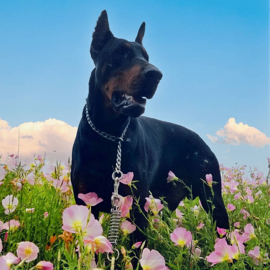 Noyes (wasdxx.lens) Lens social identity (.lens handle) PFP