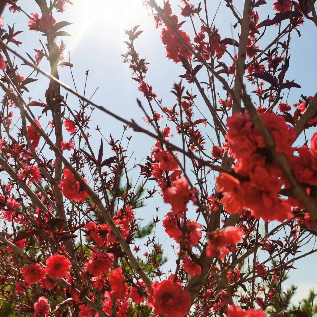 Hygge (blackyrock.lens) Lens social identity (.lens handle) PFP