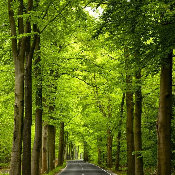 Emran khan (mashx1.lens) Lens social identity (.lens handle) PFP