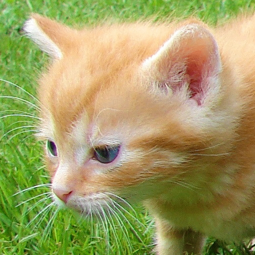 Lay (shaset.lens) Lens social identity (.lens handle) PFP