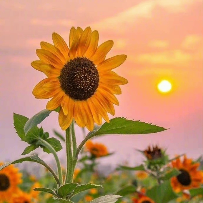 Liam Brown (momentary.lens) Lens social identity (.lens handle) PFP