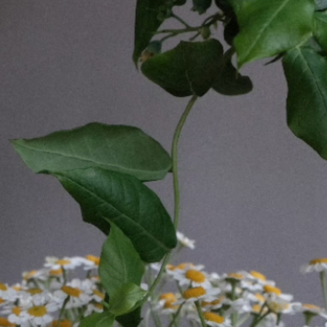 KUMON (kumanmon.lens) Lens social identity (.lens handle) PFP