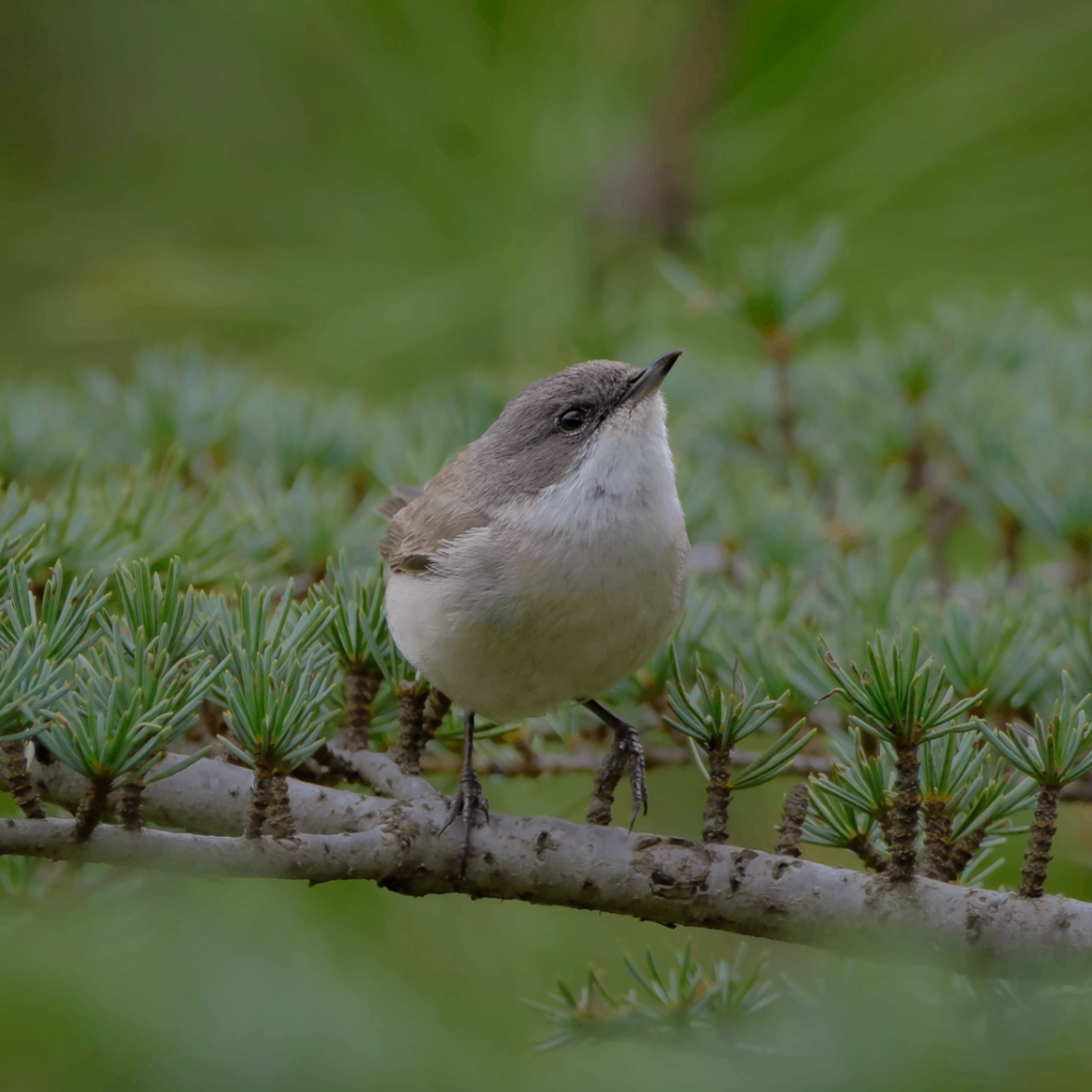 tunaann (tunaann.lens) Lens social identity (.lens handle) PFP