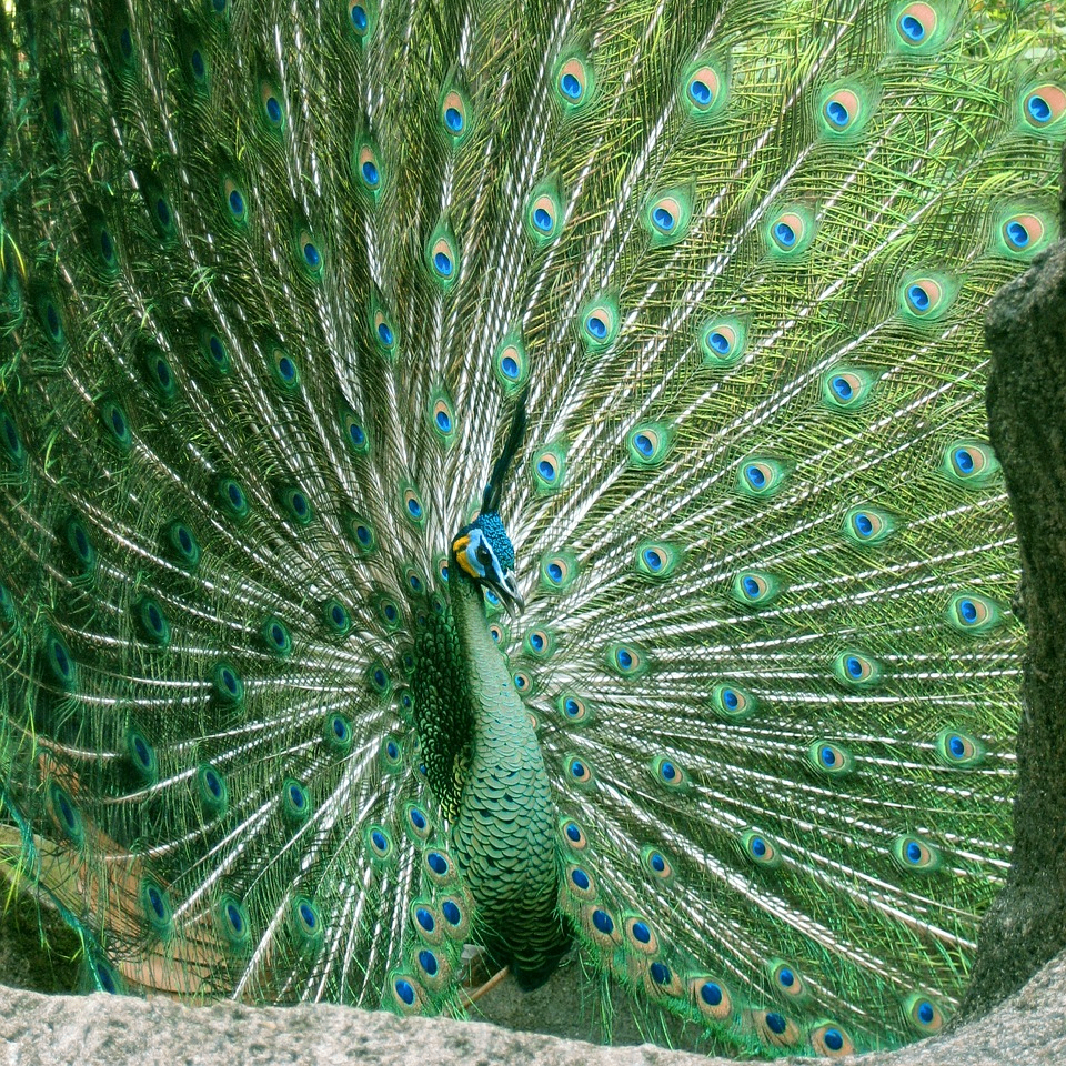 Sophiasd (phoenixperth.lens) Lens social identity (.lens handle) PFP